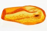 Detailed Fossil False Flower Beetle (Scraptiidae) in Baltic Amber #381274-1